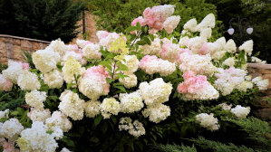 Hydrangea Paniculata 'Bombshell'